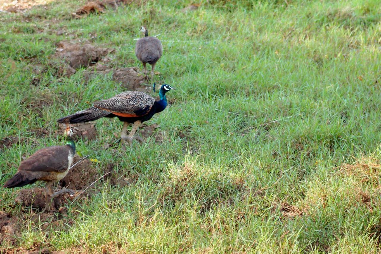 Wasgamu Safari Lodge Wasgamuwa Luaran gambar