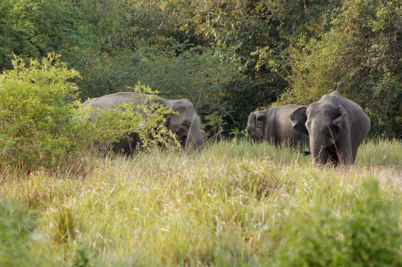 Wasgamu Safari Lodge Wasgamuwa Luaran gambar