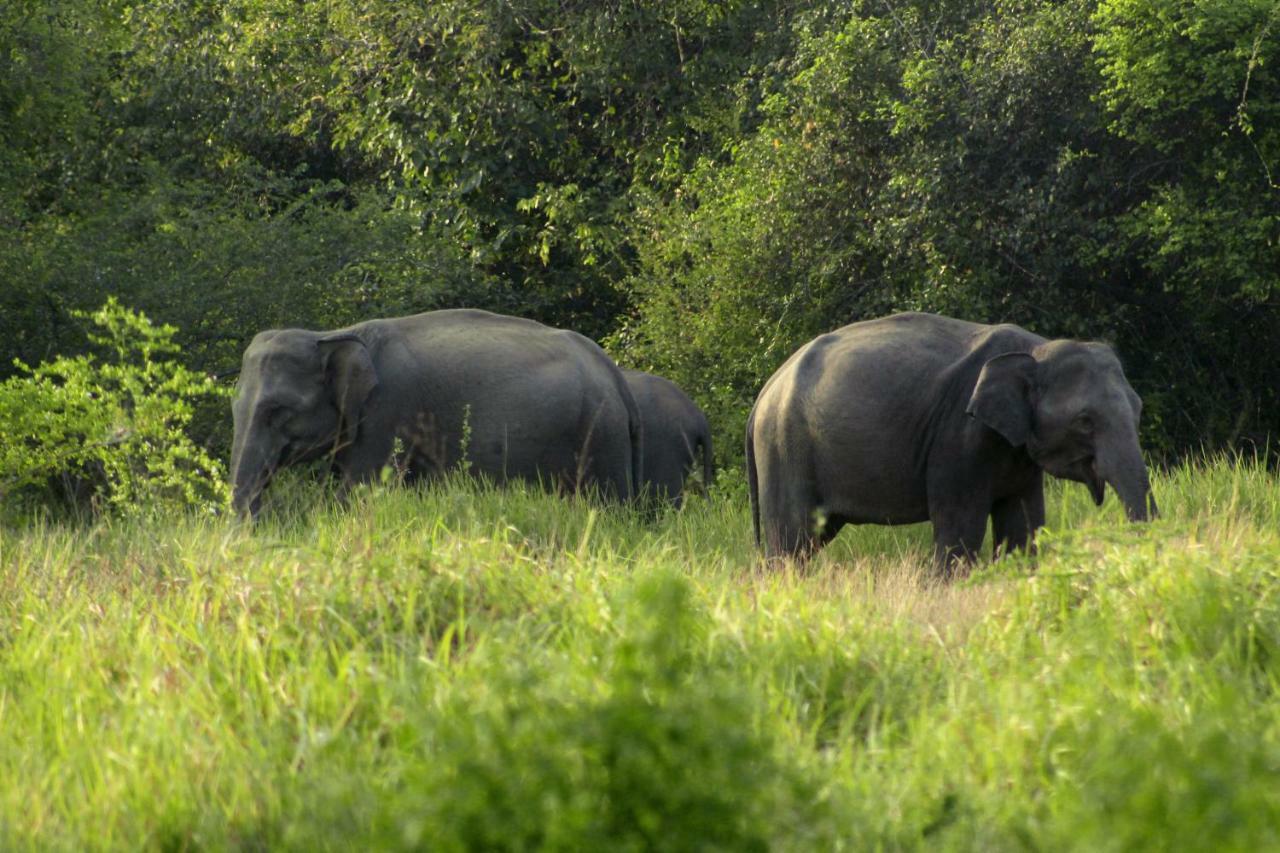 Wasgamu Safari Lodge Wasgamuwa Luaran gambar