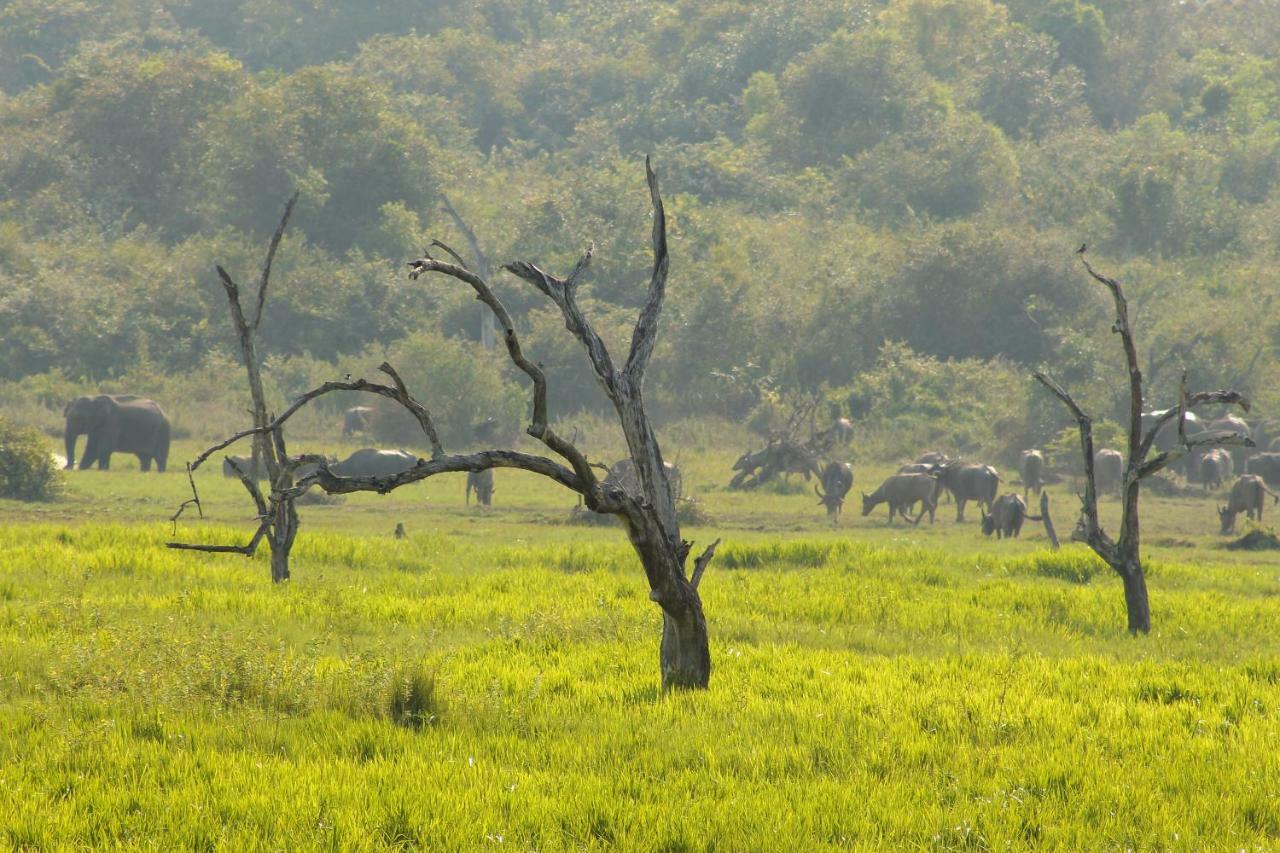 Wasgamu Safari Lodge Wasgamuwa Luaran gambar