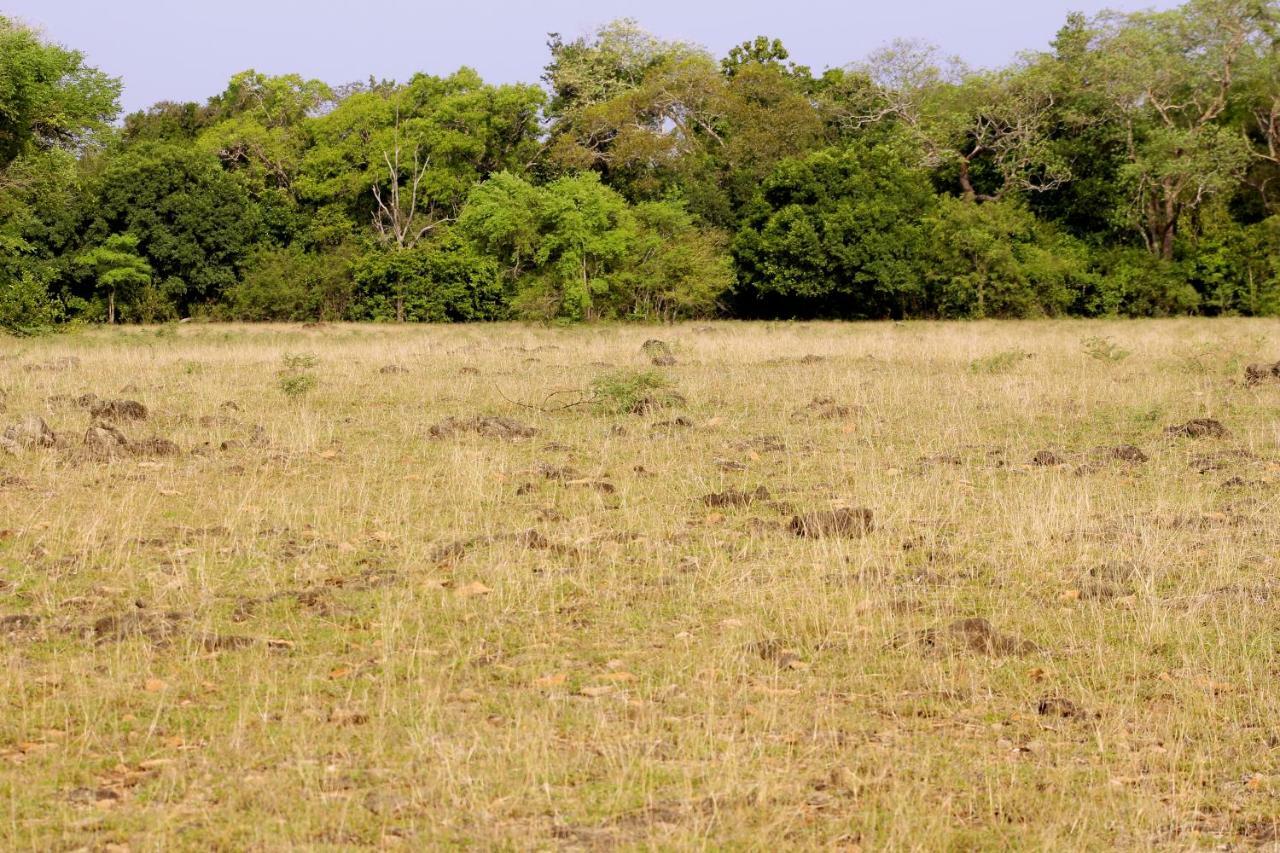 Wasgamu Safari Lodge Wasgamuwa Luaran gambar