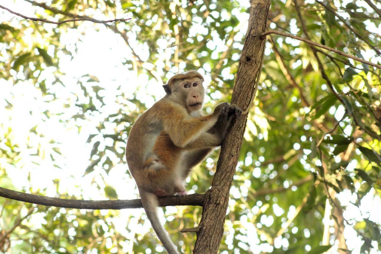 Wasgamu Safari Lodge Wasgamuwa Luaran gambar
