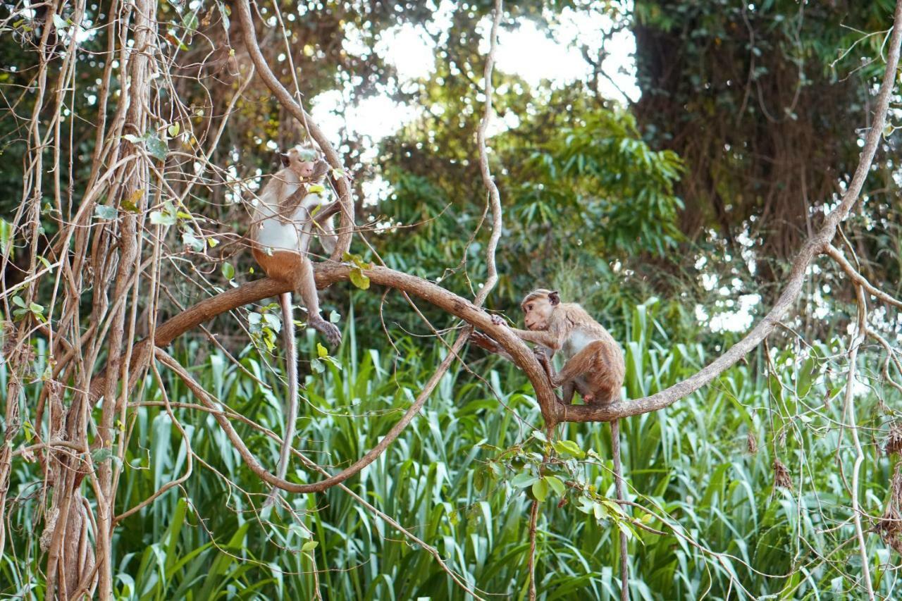 Wasgamu Safari Lodge Wasgamuwa Luaran gambar