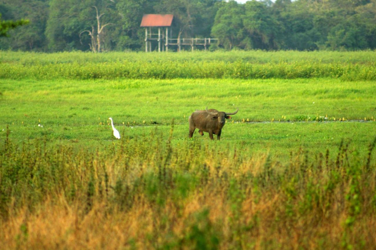 Wasgamu Safari Lodge Wasgamuwa Luaran gambar