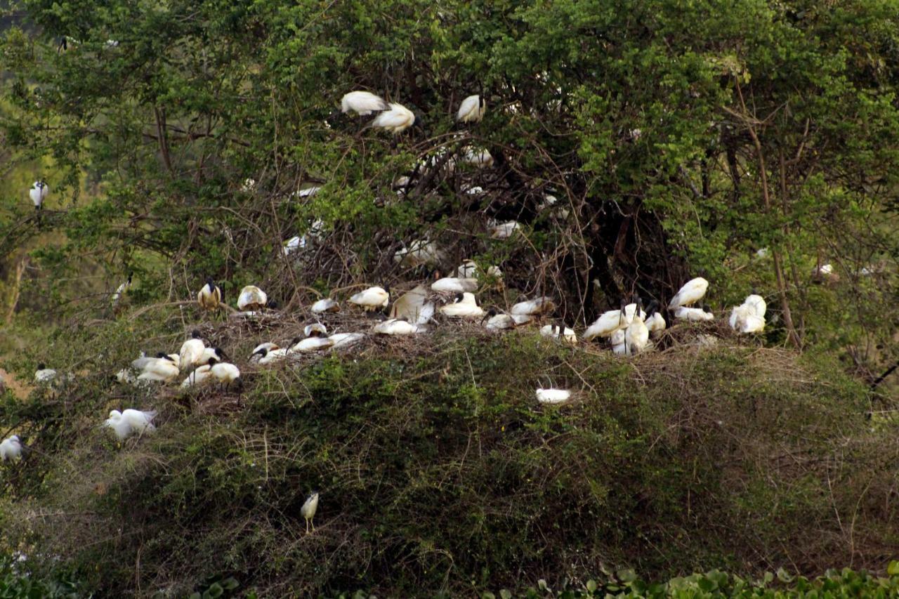 Wasgamu Safari Lodge Wasgamuwa Luaran gambar