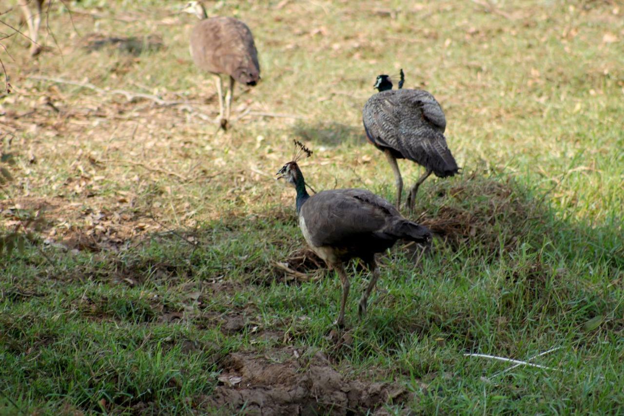 Wasgamu Safari Lodge Wasgamuwa Luaran gambar
