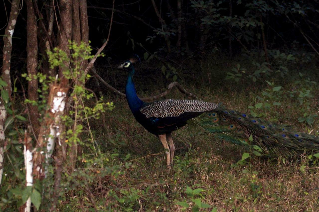 Wasgamu Safari Lodge Wasgamuwa Luaran gambar